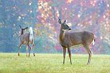 Two Dawn Deer_24240